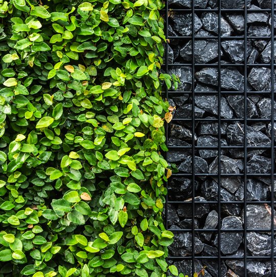 Jardineria en Monterrey